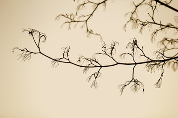 Black tree branches against the sky sepia