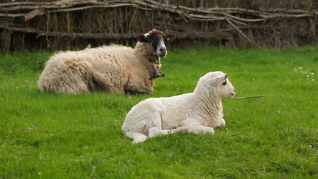 Oveja y cordero recostados en la hierba