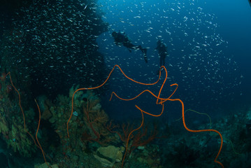 Divers, sponge, wire corals in Ambon, Maluku underwater