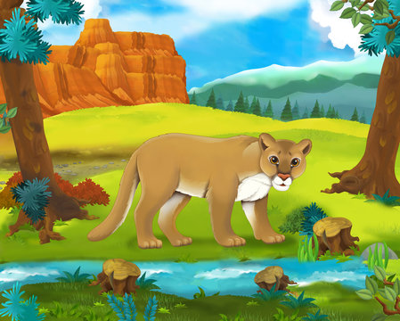 Cartoon scene - wild america animals - cougar - illustration for the children