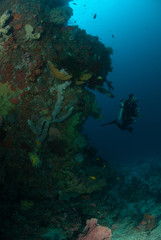 Diver, sponge, coral reef in Ambon, Maluku underwater