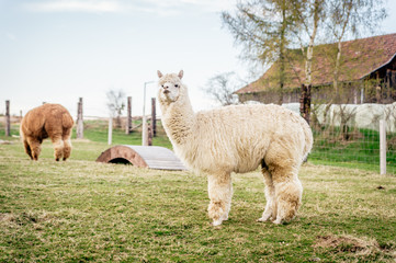 White alpaca on a ranch - 74899407