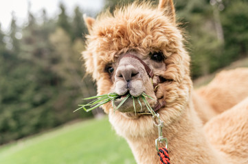 Lustiges Alpaka mit Mund voller Gras