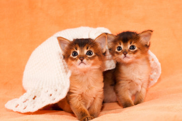 Two somali kittens under white hat