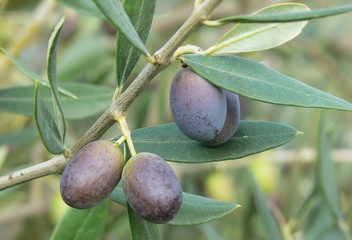 olve (Olea europaea)