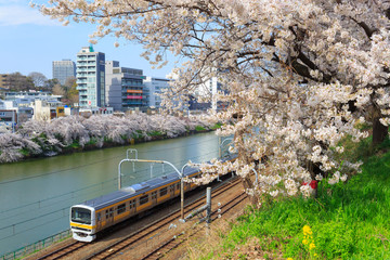 Naklejka premium Kwitnące wiśnie w parku Sotobori w Tokio
