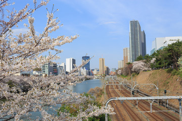 Obraz premium Cherry blossoms at the Sotobori Park in Tokyo