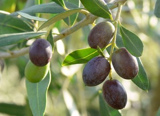 olive (Olea europaea)