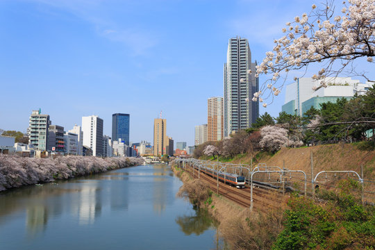 Cherry blossoms at the Sotobori Park in Tokyo