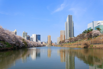 Cherry blossoms at the Sotobori Park in Tokyo