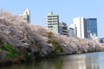Naklejka premium Cherry blossoms at the Sotobori Park in Tokyo