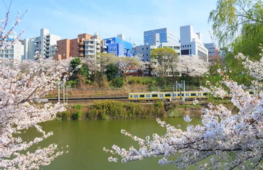 Poster Kersenbloesems in het Sotobori Park in Tokyo © Scirocco340
