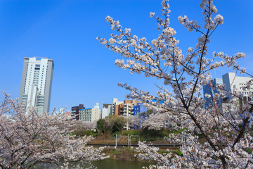 Cherry blossoms at the Sotobori Park in Tokyo