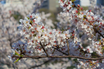 Cherry blossoms at the Sotobori Park in Tokyo
