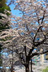 Cherry blossoms at the Yasukuni-dori in Tokyo