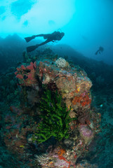Fototapeta na wymiar Diver, black sun coral in Ambon, Maluku underwater