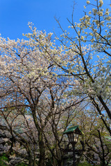 Cherry blossoms at the Yasukuni Shrine in Tokyo