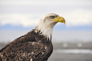 Closeup portrait of a bald eagle, Alaska