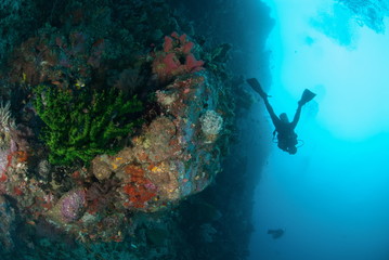 Diver, black sun coral in Ambon, Maluku underwater