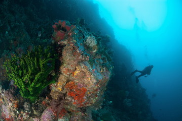 Naklejka na ściany i meble Diver, black sun coral in Ambon, Maluku underwater