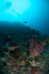Diver, sponge in Ambon, Maluku underwater