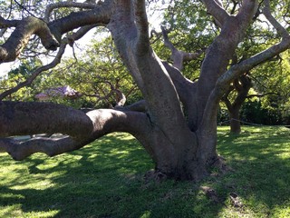 Old tree in DeSoto National Memorial, Florida