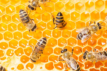 Macro of working bee on honeycells.