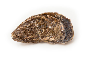 Oyster isolated on a white studio background.