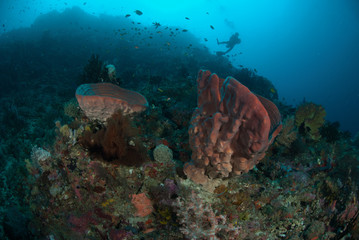 Diver, sponge in Ambon, Maluku, Indonesia underwater