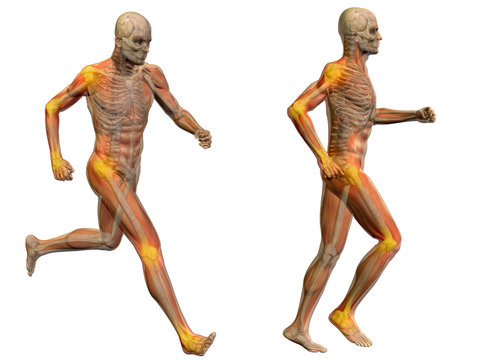 3D human man pain anatomy isolated