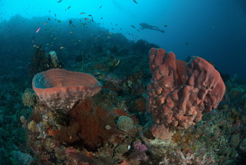 Diver, sponge in Ambon, Maluku, Indonesia underwate