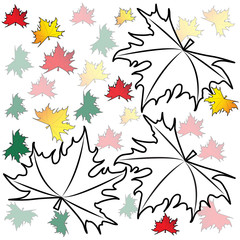 Maple leaves on a white background