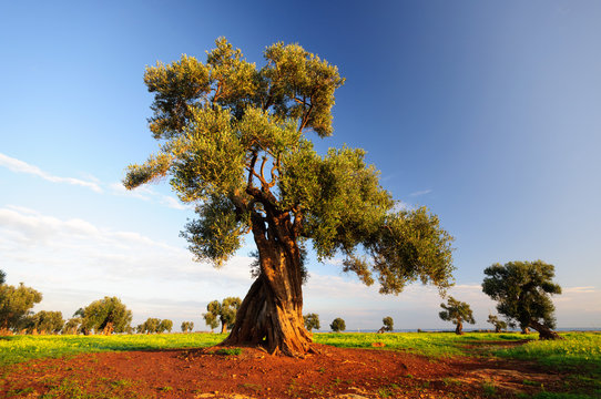 Puglia Olivo ulivo millenario