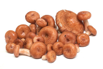 Mushrooms on a white background. Background. Photo.