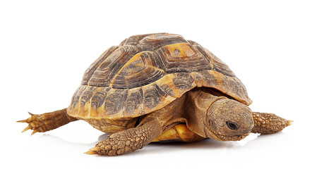 piccola tartaruga in fondo bianco