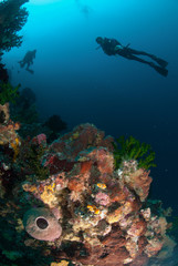 Fototapeta na wymiar Diver, sponges, black sun coral in Ambon, Maluku underwater