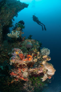 Diver, sponges, black sun coral in Ambon, Maluku underwater