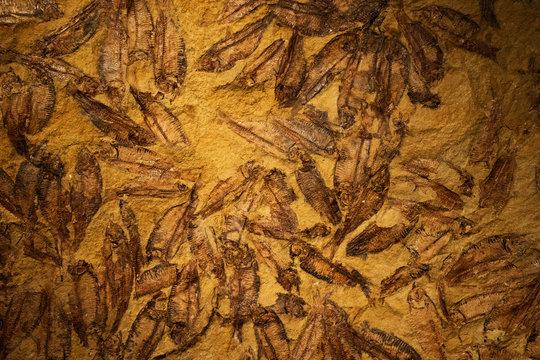 Fossils Of Fish School In The Rock