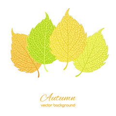 Autumn leaves  on white background