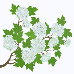 Spring card with  white flowers