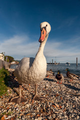 white duck on blue sky as background