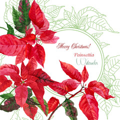 Background  with bouquet of poinsettia - 74904669