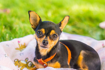 miniature pinscher