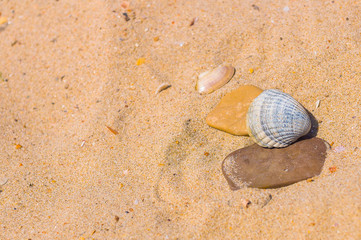 Fototapeta na wymiar Sea shells on sand
