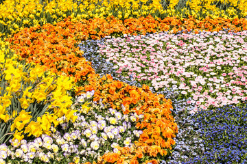 Flower Carpet