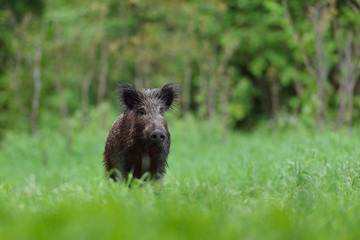 Wild boar in the summer