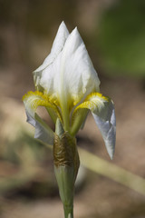Belle Iris blanche fleur nature