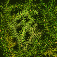 Fototapeta premium Christmas tree fir branch background. Vector illustration.