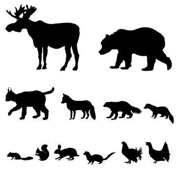 Animals living in taiga. Vector set of silhouette
