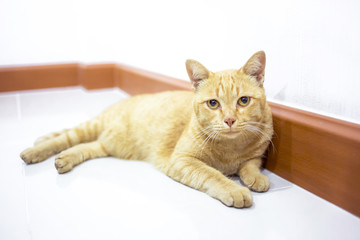 Thai yellow cat